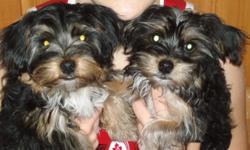 Adorable Yorkie Puppies for sale.  Only 3 left so call before they are gone.  Mother and Father on site.  Both parents are small but not teacups.
Contact Carole for more info at 1-705-377-5715.