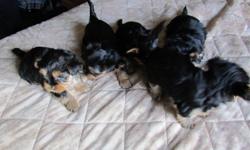 Ready to go around 20th dec. Shots ,Dewormed etc..Full breed yorkies..Three females and two males..