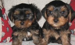 2  unregistered male yorkies soon ready for their permanent   
      homes.  7   weeks old now .
 raised with the family in the house,  are being house trained and use paper in the house.
  travel in the vehicle , sleep in a crate and follow people for a