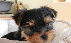 we have 2 yorkie puppies ready to go.
Boy is $600 gorgeous teddy bear face.
Girl is $400 - she needs to have a umbilical hernia repair.
Contact us for more info and pictures.
Pictures 1/2/3/4/5 male
Pictures 6/7/8/9 female