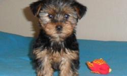 Playful, charming, and little sweethearts, these pups have had the 1st needle, and been dewormed. The parents are; mom- 9lbs yorkie, and dad- 7.5lbs yorkie. The pups are paper trained to a point, still young.
The 1st & 2nd pups are the girls (pics 1-4)