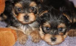 SNUGGLY YORKIE PUPS!!
 
PUPS ARE NOW VET CHECKED AND VACCINATED.
THE PUPS WEIGH 1.7LBS - 2 LBS.
THEY SHOULD BE 4 1/2- 6LBS FULL GROWN.
 
THESE BABIES ARE JUST SO ADORABLE.
THEY LOVE PEOPLE.
THEY WILL FOLLOW YOU EVERY WHERE UNTIL YOU PICK THEM UP. 
The