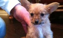 "Raydar "Very tiny Chrkie = yorkie x chihuahua male stalky puppy tan color with white goatee playful and tuff with his bothers 8weeks old non shedding hypo allergenic will make a great gift for Christmas will be around 4 lbs full grown. Mom Lexi Lou is a