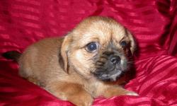 1 beautiful male Yorkie x Pekinese pup left he is very good with children -Ideal for apartment or condo-Will grow to about 8 pounds -Good with other dogs-Has had his first set of needles-Been DeWormed twice-Has a health guarantee- Comes with vet