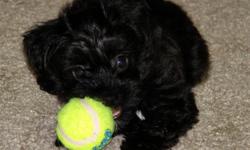 We have 2 adorable yorkiepoo puppies.Raised with children!
Mommy is a 5 pound toy poodle and dad is 8 pounds yorkie.So puppies should mature in that range.Both Mom and dad are excellent with children and have great personalities.
We have 1 boy and 1girl