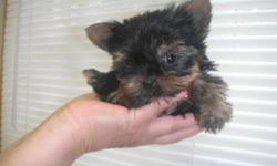 We have 3 Yorkshire terriers ready to go just in time for Xmas!!!
They are absolutely GORGEOUS PUPPIES, Stunning DOLL FACES and an extraordinary TEDDY BEAR looks- SUPER DARK LINE!!!
Super health, have Vet. check up, 2 sets of shots and all the preventive