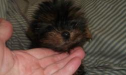 Yorkshire Terrier (Yorky) female, black and tan, CKC registered - pure breed, vet checked, vaccinated and dewormed, teddy bear face, very playful and adorable.
If interested please call 604 805 4342