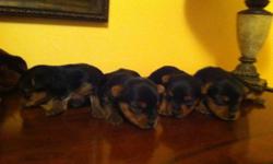 Yorkie LOOKING FOR FOREVER HOME 
 
-Yorkie pups,to be around 2-5lbs
-mother 4,5 lbs silver /tan 
-father 4,5 lbs silver /tan
- silky soft coat
- very inteligent
- home raised with tons of love 
 
  Yorkies are hypo-allergic and non-shedding.
 
 
-Health