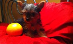 Yorkie LOOKING FOR FOREVER HOME 
 
-Yorkie pups MALE (1) and FEMALE (1)
were 4 in the litter ,to be around 2-5lbs
FEMALE is much more smaller 
-mother 4,5 lbs silver /tan 
-father 4,5 lbs silver /tan
- silky soft coat
- very inteligent
- home raised with