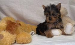 Yorkshire Terrier for sale. male  female, first needle, Vet check up, deworm, 3 month on 7 Fev, ready to go to new home with starter kit. 1 and 2 pict, male 3 and 4 pict, male, 5 and 6 pict, female. Must go for owner health reason...   call for more info