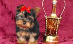 Female Yorkshire Terrier to a pet only home.
 
She is a very little girl only weighing right now 2 lbs; her mom and dad are both 5lbs Yorkshire Terrier's and this is what she will mature to be as well. She has had two vaccinations (including the