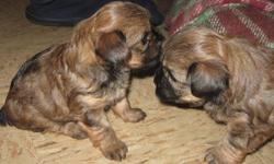 For Sale, Two adorable little female Yorkshire Terrier cross puppies.  Ready to go approx. Nov. 30th.  Non-shedding.  Mother is Registered Yorkshire Terrier and Father is Havanese cross.  Hand raised and loved! Please leave your ph # if responding by
