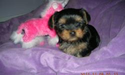 I have a gorgeous yorkie female pup looking for that perfect family, she has a beautiful doll shaped head, lush silky coat, short little legs, she will mature to about 6 pounds and is starting to play with dad and aunties, serious inquires only please,