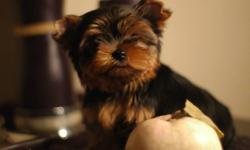 Little girl yorkshire terrier, very compact body, short little nose and beautiful thick coat. And her brother, a very handsome boy is also available. Puppies will come with a pedigree, vaccinated, dewormed proper to age with a one year health genetic