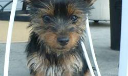 Five adorable purebred Yorky puppies looking for good, caring homes. Two males and three females. The mommy, Kayla, is an affectionate and playful family pet.
These puppies do not shed and are great for families concerned about allergies. 
Mommy is 7.5