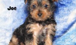 I have two very  nice purebred standard Yorkshire Terrier puppies for sale.  The puppies were born on September 28th and there is one female and one male available.  These puppies can be registered with the AKC .  The female puppy should mature in the 5 -