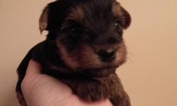 Yorkshire Terrier Puppies born November 24, 2011. 3 males, 1 female. These beautiful little puppies are looking for their forever home. Mom is mostly silver/white and 9 lbs; dad is mostly dark/tan and 8 lbs (pix included). Previous puppies have been