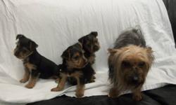 We have 3 beautiful yorkie puppies that are ready to go to their new homes.  Both mom and dad are yorkies and the mom is on site.  They have been health checked by the vet and have had their deworming and vaccinations.  They come with their health