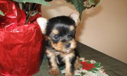 I'm now selling pure bread yorkshire terriers ready to leave now to their forever homes
GREAT CHRISTMAS PRESENT!!!!!!!!
I have 1 male left and 2 females left for sale. Male is $800.00 females sell for $850.00. Puppies are sold on a no breeding