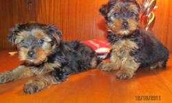 5 beautiful Yorkie pups ,males and females available .They are very friendly and  well socialized .
The pups are vaccinated ,dewormed and have been treated with revolution for the prevention of fleas and mites .Dad is in the photos .
$750 to $950
Please