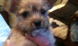 "Turbo" cute tiny  Chrokie = yorkie x Chihuahua male with a lot of spunk. Tan color with white goatee Makes a great gift this Christmas he is non shedding hypo alerjetic will be about 3 lbs full grown. Mom Lexi Lou is a purebred yorkie 4 lbs and dad Mojo