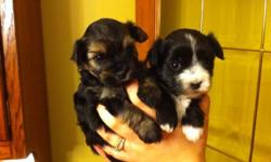 1 female and 1 male left for their new homes. Ready to join their families Jan 4 th!!!! Raised in our kitchen, well socialized and great with kids!!!!
Mother - 3/4 Yorkie & 1/4 Shih Tzu
Father - Purebred Yorkie
PUPPIES ARE 7/8 yorkie & 1/8 Shih Tzu.
Black