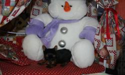 Little yorkies  D0B Oct 13. 14 and Oct 29th ready for xmas Dec 23 and  Jan 7th  I will happily keep your puppy till after xmas with a deposit/  will have vaccination to date/ vet check, and come with puppy starter package reg'd ckc kennel club