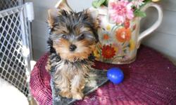 Yorkshire Terrier male pup ? born July 14th. He is a healthy, happy and well socialized puppy. I?ve bred many Yorkies, and this little one is the one my husband does not want to part with. He is adorable (the puppy that is). It is easy to fall in love