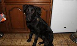 Breed: Labrador Retriever Shepherd
 
Age: Young
 
Sex: M
 
Size: L
Rave is a 10 month old black lab/ german shepherd mix. He came to us after being hit by a car and taken to animal control. When we took him to the vet for xrays it was found that he had a
