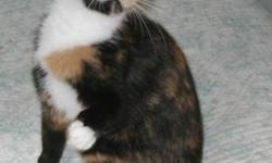 Breed: Calico
 
Age: Young
 
Sex: F
 
Size: S
April is a beautiful young cat rescued through PAF (Pacific Animal Foundation). She has been waiting to be adopted since July. She weaned her own kittens at a very young age and she weaned a feral cat's
