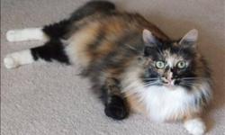 Breed: Domestic Medium Hair
 
Age: Young
 
Sex: F
 
Size: M
Oct. 22, 2011
Dutchess is a beautiful, long-haired tortoiseshell 1 year old cat. She's got a beautiful coat of black, cream, orange, chocolate, and has beautiful green eyes as well. She has a