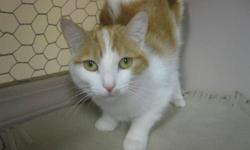 Breed: Domestic Medium Hair - orange and white
 
Age: Young
 
Sex: F
 
Size: M
Coral is a sweet 9 month old kitten that was found as a stray. Please come meet this sweet girl.
 
View this pet on Petfinder.com
Contact: Richmond Animal Protection Society /