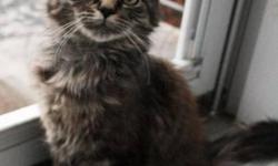 Breed: Domestic Medium Hair
 
Age: Young
 
Sex: F
 
Size: M
 
 
For more information please visit: http://www.kingstonanimalrescue.com
To Adopt: http://www.kingstonanimalrescue.com/adoptionprocess.html
 
 
 
View this pet on Petfinder.com
Contact: