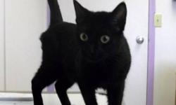 Breed: Domestic Short Hair-black
 
Age: Young
 
Sex: F
 
Size: M
Bonnie is a 1 year old domestic short haired, female.
 
View this pet on Petfinder.com
Contact: Lakeland Humane Society | Cold Lake, AB