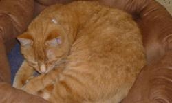 Breed: Domestic Short Hair-orange
 
Age: Young
 
Sex: F
 
Size: S
Posted Nov. 2010. Ginger is a beautiful lady who's etiquette is sure to melt your heart! Best suited for a mature home. Please call GBAR at (705) 445-5204 or email to cdhspets@yahoo.ca.