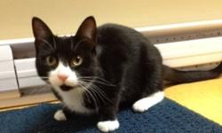 Breed: Domestic Short Hair-black and white
 
Age: Young
 
Sex: F
 
Size: S
Bre'
6 Month Old Female
Domestic Short Hair
Bre' is a young girl with a mind of her own. She enjoys being around people and craves affection, but is not so comfortable being picked