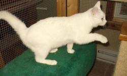 Breed: Domestic Short Hair-white
 
Age: Young
 
Sex: F
 
Size: M
Nov. 28, 2011 - This all white beauty is approximately 6 months old. Lilly has one blue eye and one green eye! To adopt Lilly, call 705-444-1310.
 
View this pet on Petfinder.com
Contact: