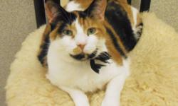 Breed: Calico
 
Age: Young
 
Sex: F
 
Size: M
Posted December 21st, 2008 - Lacey is a gorgeous calico with the gentlest personality. She is so affectionate with people and other cats. She and Cagney are great friends at the shelter. Lacey has a unique