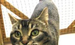Breed: Tabby - Brown
 
Age: Young
 
Sex: F
 
Size: S
Babe is a gorgeous young cat that was left with her friend Sammi in a box with a note saying their owner could no longer take or them. Babe has blossomed at the shelter and is very affection and sweet