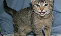 Breed: Tabby - Brown Domestic Short Hair - brown
 
Age: Young
 
Sex: F
 
Size: M
Tina is young (3-4 months old) female agouti or "ticked" tabby that arrived on someone's doorstep in town. She's a very social and friendly kitty with the instapurr feature.