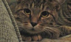 Breed: Tabby - Brown
 
Age: Young
 
Sex: F
 
Size: M
Fern is a perfect example of why spaying and neutering is so important. This poor little girl was left outside last winter when just a kitten, and as a result lost about a third of her tail to
