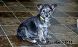 Breed: Terrier
 
Age: Young
 
Sex: F
 
Size: M
This pretty girl is Ava and she is approx 3 months old. Ava was rescued by some nice people and brought to the shelter to find her new loving home. Ava is a very friendly, playfull puppy and loves to play