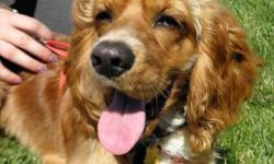 Breed: Cocker Spaniel
 
Age: Young
 
Sex: F
 
Size: S
Ginger is a youngster with a lot of energy and would flourish in a home with another young playful dog. She needs an adopter whom is prepared to take her to obedience training. The ideal adopter would