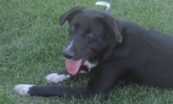 Breed: Collie Labrador Retriever
 
Age: Young
 
Sex: F
 
Size: M
Eli is one of 7 puppies born in an unwanted litter born back in February. Over time, homes were found for six of the puppies, and in the end one puppy remained - Eli. As he was not going to