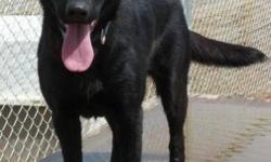 Labrador Retriever mix
Ashes is a year old black lab retriever who was originally found stray in Buffalo Narrows with a broken leg. She was rescued, healed from her bad leg and was just recently surrendered as her family could not give her the time