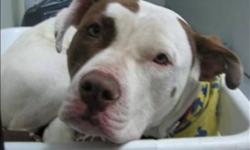 Breed: Pit Bull Terrier
 
Age: Young
 
Sex: F
 
Size: M
Primary Color: White
Secondary Color: Chocolate
Age: 1yrs 9mths 2wks
Animal has been Spayed
 
View this pet on Petfinder.com
Contact: BC SPCA - South Peace Branch | Dawson Creek, BC