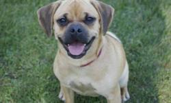 Breed: Pug Beagle
 
Age: Young
 
Sex: F
 
Size: S
Penny is a very sweet loveable girl who is only 11 months old and loves everyone!
 
 
Penny is housetrained and crate trained. She is being fostered with 5 other dogs (large and small) and 3 cats. Penny