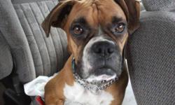 Breed: Boxer
 
Age: Young
 
Sex: F
 
Size: M
Rosie is a wonderful dog that loves attention, she is shots and fixed. Rosie loves car rides and would like someone to take her for walk and just hang out with her. Rosie is not very tall but weighs 48lbs. She
