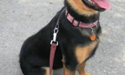 Breed: Rottweiler German Shepherd Dog
 
Age: Young
 
Sex: F
 
Size: M
Chloe is a 1 year old female rottie/shepherd mix (though she must have something else in her as she is not very big!). She was given away on Kijiji about a week before ending up with us