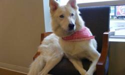 Breed: Husky
 
Age: Young
 
Sex: F
 
Size: L
Shasta is a lovely 1.5 year old female husky mix. She is very well behaved and has a solid foundation of basic obedience training. Her only vice is that in her previous home she chased cars but with some